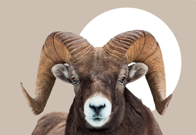 New Year Calendar to the Sheep Year 